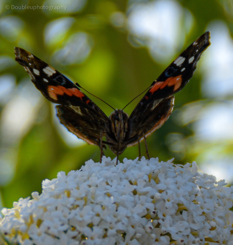 Hello butterfly