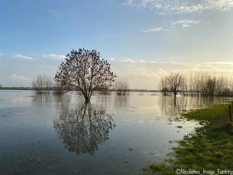 Reflectie in hoog water