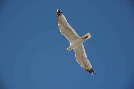 Meeuw in de vlucht