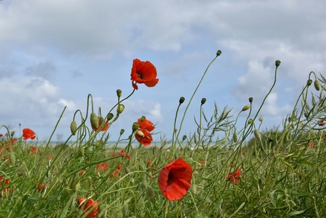 Poppies