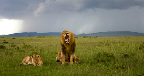 Leeuwen in de Masai Mara