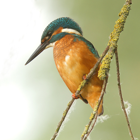Close to the Kingfisher