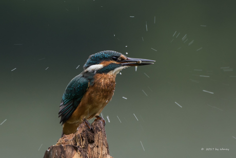 IJsvogel - Alcedo atthis