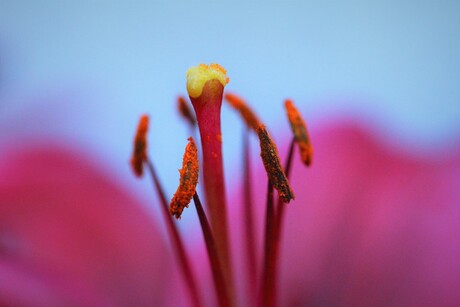 stamper en stuifmeeldraden van een hibisus