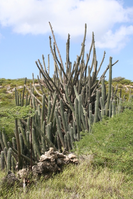 Cactussen 1