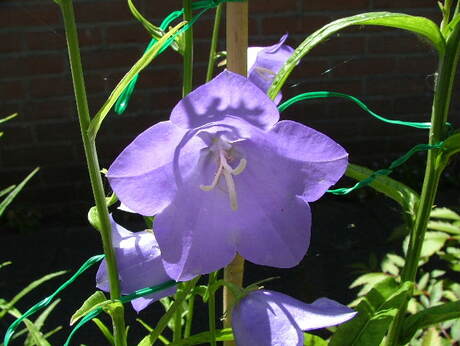 Campanula