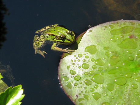 Groene kikker