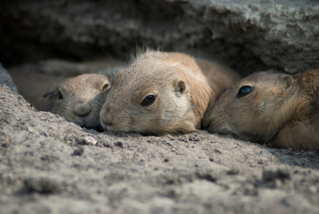 Luierende prairiehondjes