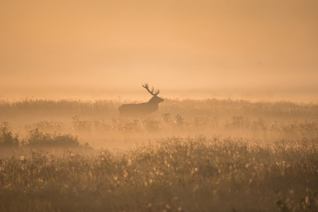 Weerterbos Bronsttijd Bok