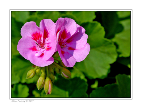 Geranium (3)