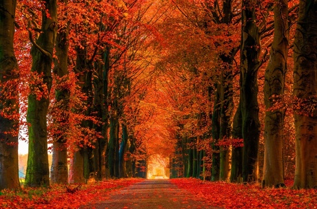 herfst bos in Etten-Leur