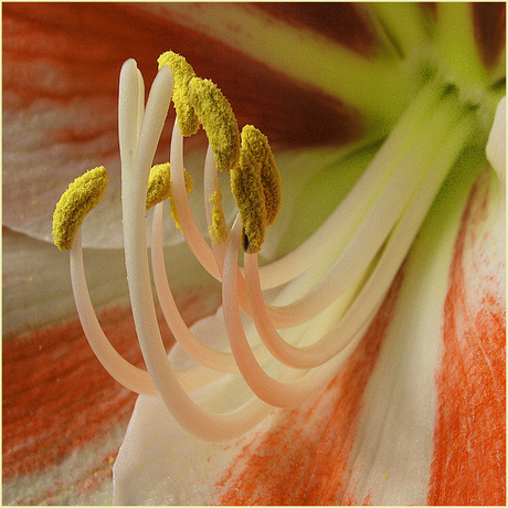 amaryllis