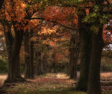 Bospad in de herfst