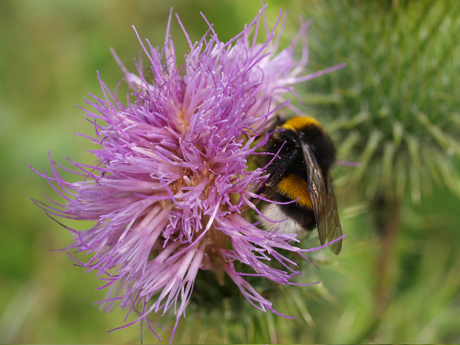 hommel op distel