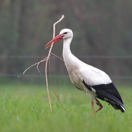 Nestje bouwen