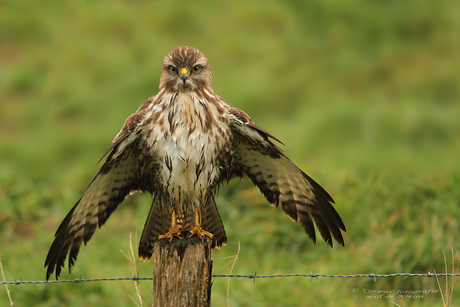 Buizerd