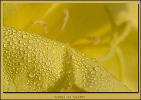 Drops on yellow