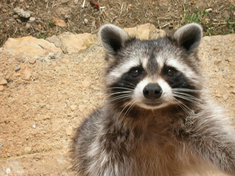 Hallo, wie ben jij ?