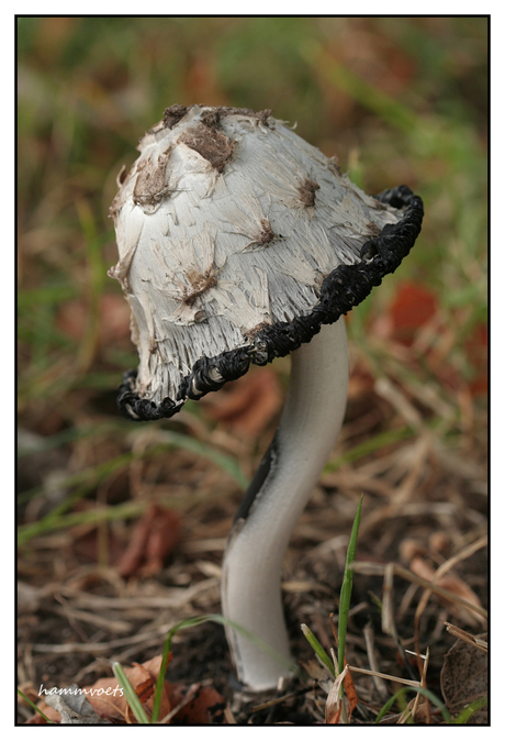 sierlijke paddenstoel