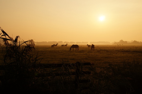 Vroege ochtend in mist