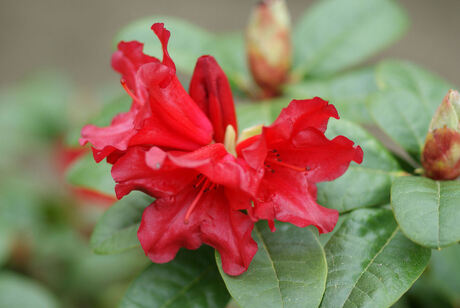 rododendron rood