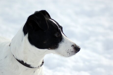 Bobby in de sneeuw