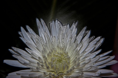 Frozen chrysant