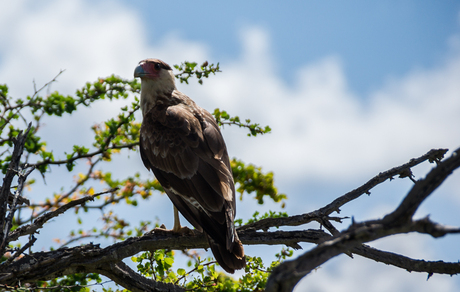 Caracara