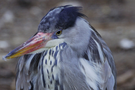 Mooie vogel