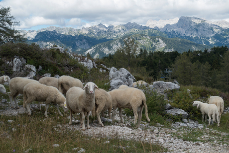 Schaap met uitzicht