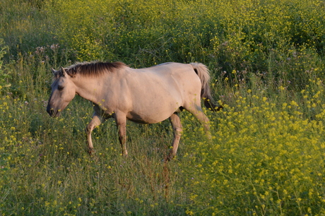 Konikpaard