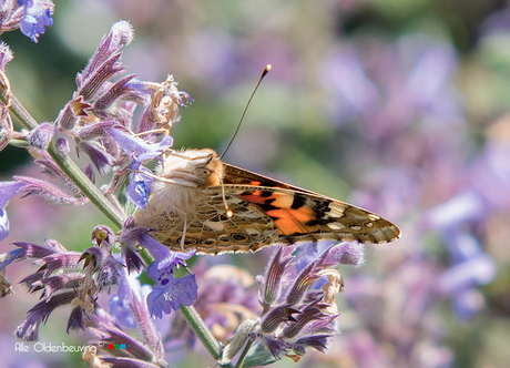 Aurelia_distelvlinder (Vanessa Cardui)