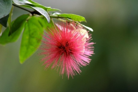 Roze bloem.