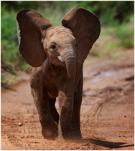 Jonge Olifant probeert een aanval.