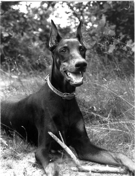 Dobermann