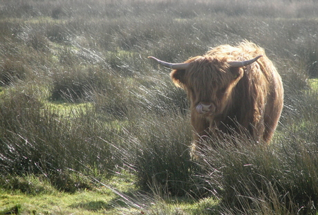 Schotse hooglander