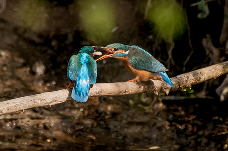 Ijsvogels