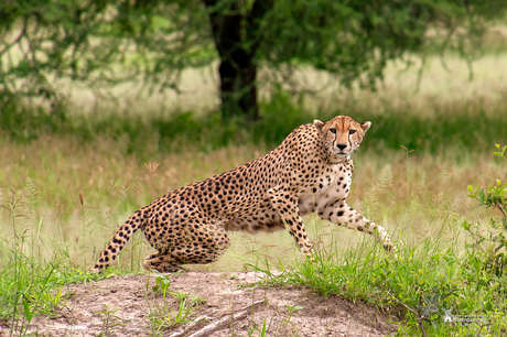 Tarangire National Park