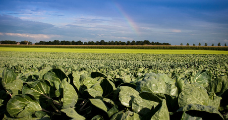 Polder Nieuwkoop