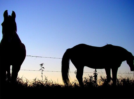Morning horses