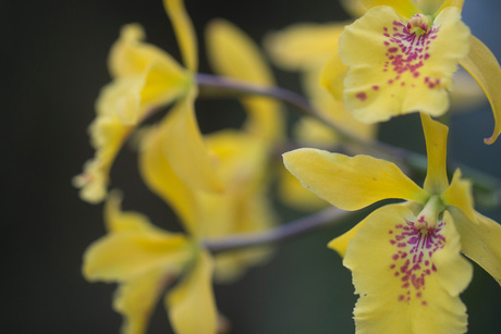 gele orchidee.