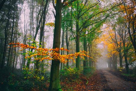 Kleur in de mist