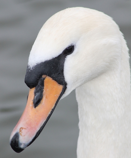 SWAN