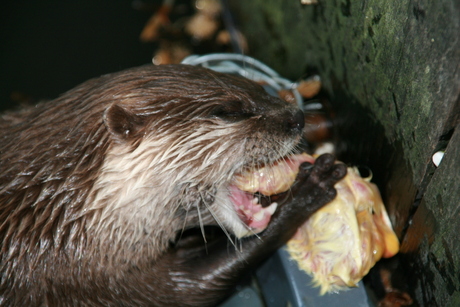 Honger!