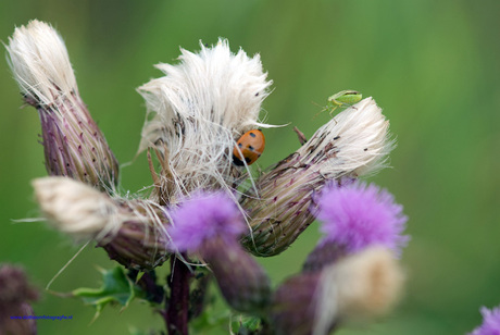 Korenbloem met twee gasten