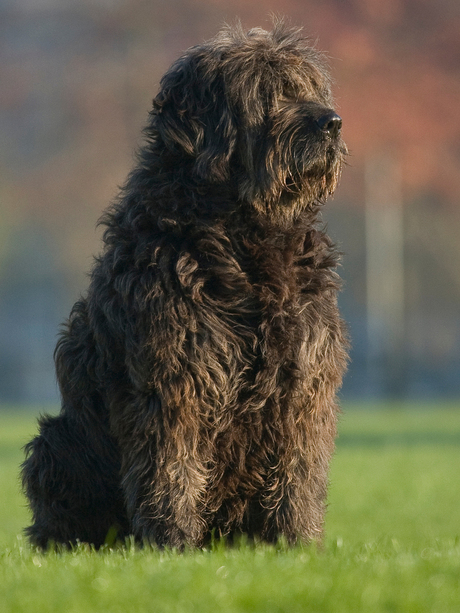 bokita wacht op eten