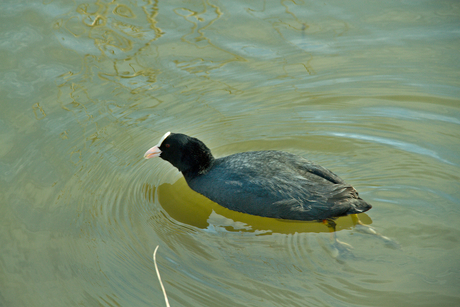 Meerkoet van A naar B in dezelfde vijver.