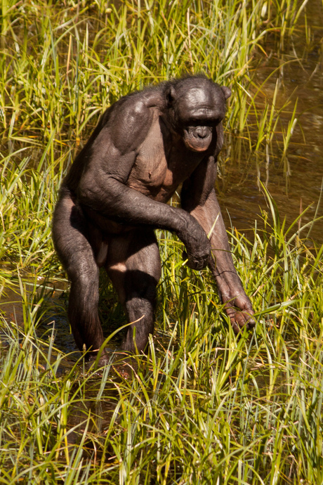 Bonobo mensaap