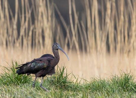 Zwarte Ibis