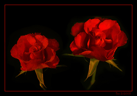 Candlelight roses